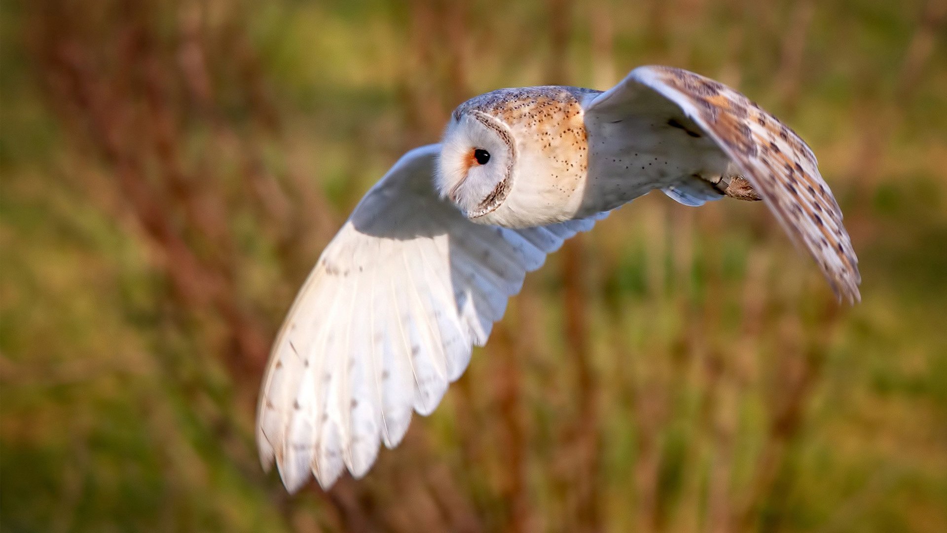 今年联盟助攻总榜：谁的组织最“精彩”？，联盟助攻失误比历史排名